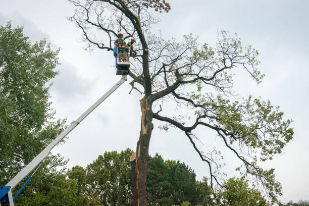 Jamestown West, NY Tree Care Company